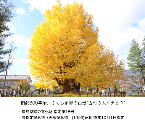 古町の大イチョウ